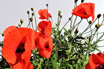 Red poppies flowers close-up