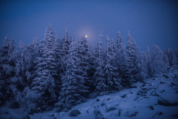 Cold night in dark forest