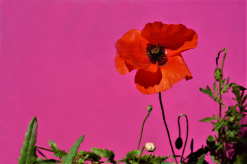 red poppies on a crimson background