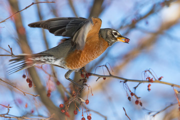 American robin (Turdus migratorius) feeding in winter