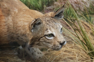 Lynx portrait in the snow flakes