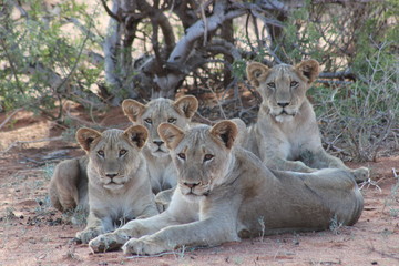 Naklejka na ściany i meble Reunion of a lion family in South Africa, family portrait
