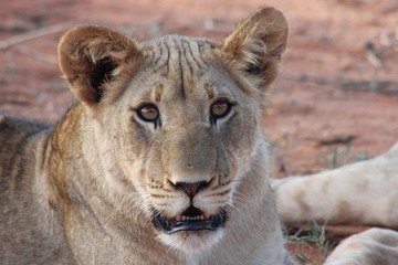 Portrait of a young lion in South Africa