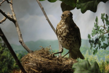 Tiny brown bird building his nest