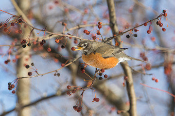 American robin (Turdus migratorius) feeding in winter
