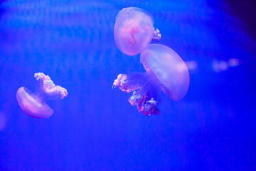 Jellyfish in an aquarium with blue water