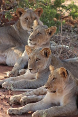 Family portrait of young lions in South Africa