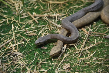 Venomous young stuffed common viper