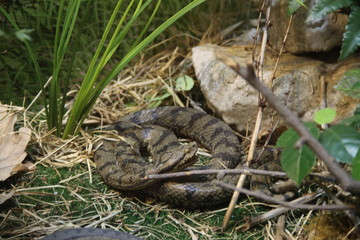 Venomous young common viper in europe