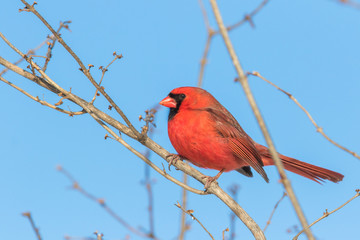 northern cardinal male in winter 