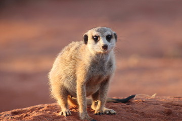Fototapeta premium Meerkat close-up at sunrise
