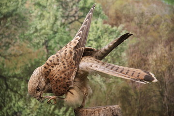 Stuffed european kestrel bird or prey