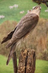 Stuffed kestrel bird of prey
