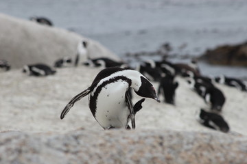 Obraz premium Penguin close up at Boulders beach