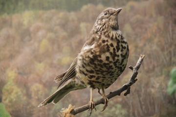 Stuffed brown french countryside bird 