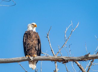 Adult Bald Eagle