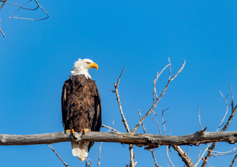Adult Bald Eagle 2