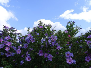 Hibiskusstrauch vor weiß blauem Himmel © Gerd