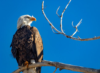 Bald Eagle 6