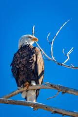 Bald Eagle 5