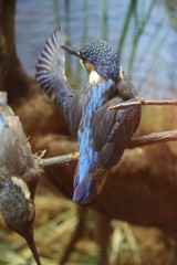 Common kingfisher perched with blue wings