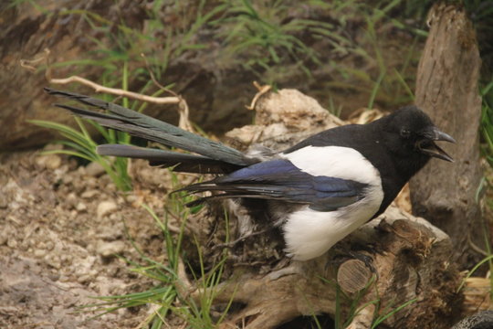 Stuffed Dead Magpie Bird Close Up