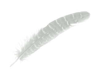 Beautiful sketching white feather  isolated on white  background