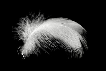 Beautiful white feather floating in air isolated on black background