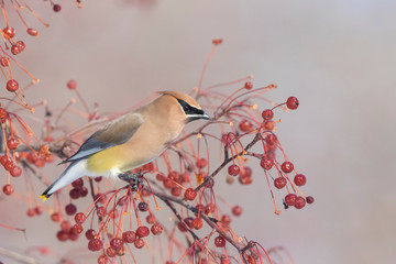 cedar waxwing (Bombycilla cedrorum) feeding in winter