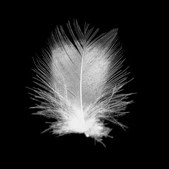 Beautiful white feather floating in air isolated on black background