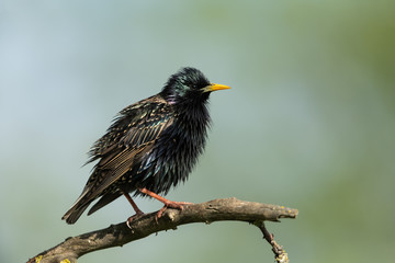 Common starling sitting on a branch