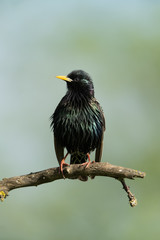 Common starling sitting on a branch