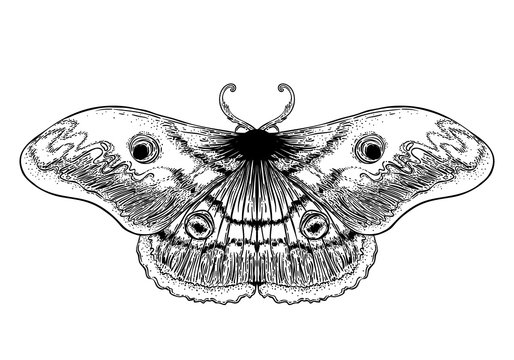 Black and white decorative vector illustration of moth isolated on white. Tattoo design. Coloring book for adults. Nature, spirituality, occultism, alchemy, magic concept.