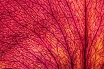 Macro photo of a dried rose petal with its veined lattice texture. Vegetal abstract background
