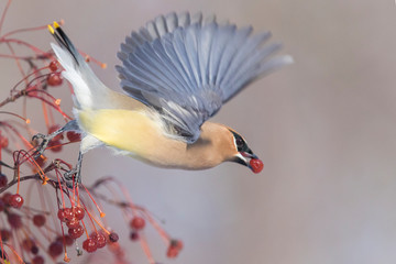 cedar waxwing (Bombycilla cedrorum) feeding in winter