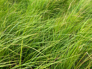 Green grass background with long leaved grass, uncut lawn