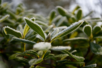 Winter frozen plants
