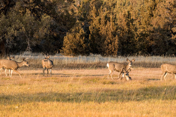 A group of deer graze and rest at sunset near Smith Rock State Park