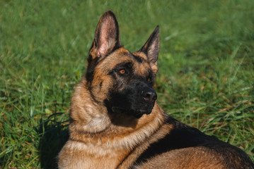  German shepherd lies in the grass