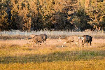 Naklejka na ściany i meble A group of deer graze and rest at sunset near Smith Rock State Park