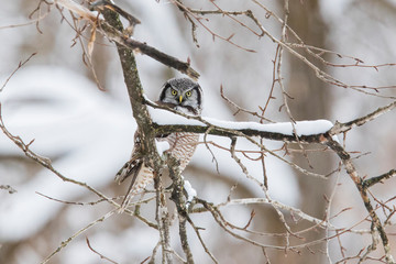northern hawk-owl (Surnia ulula) in winter