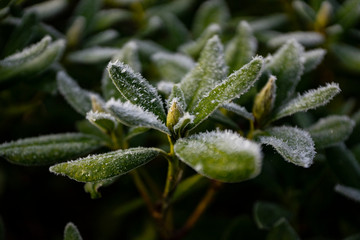 Winter frozen plants