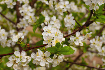 Tender cherry flowers on a twig in soft light