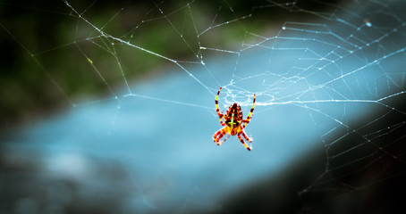 Araña naranja sobre azul