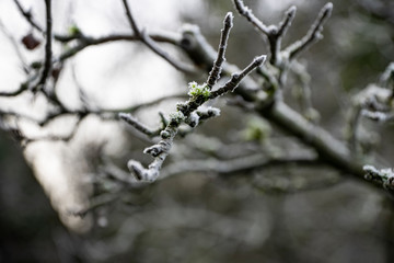 Winter frozen plants