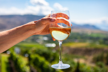 Man hand holding a glass of white wine selective focus close up against vineyards fields blurred...