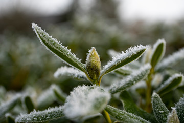 Winter frozen plants