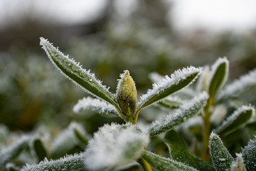 Winter frozen plants