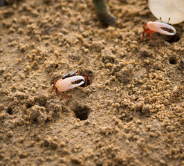 Uca vocans, Fiddler Crab walking in mangrove forest at Phuket beach, Thailand