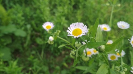daisies in grass